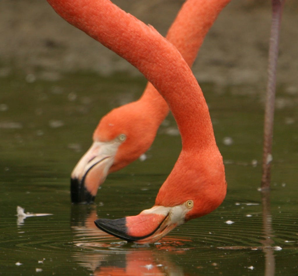 A pair of flamingoes with their heads in different attitudes.