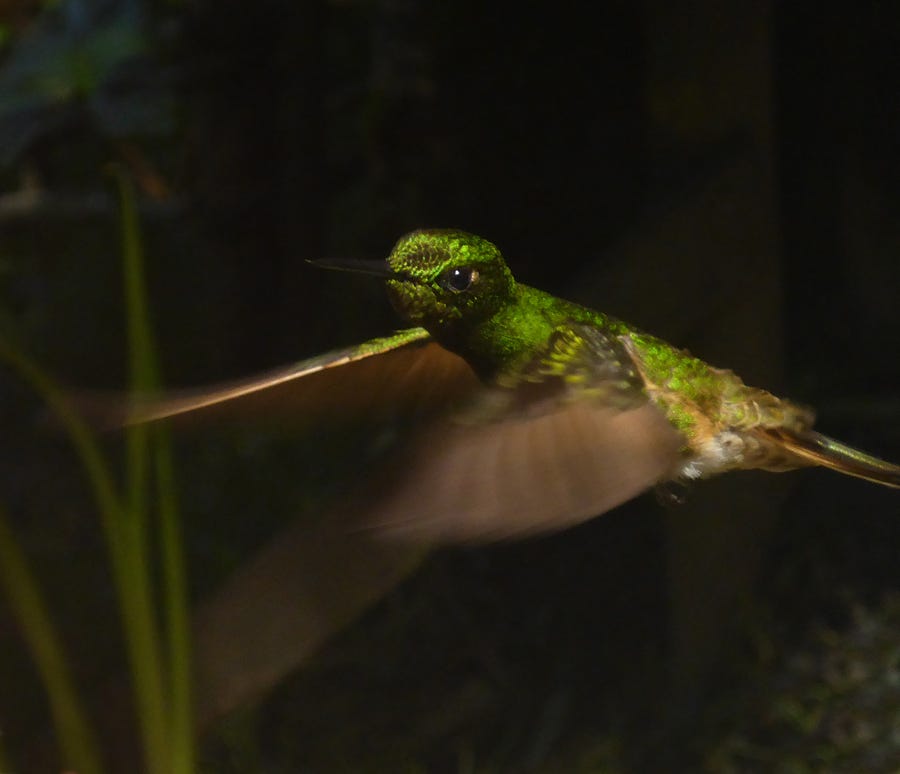 A hummingbird hovering