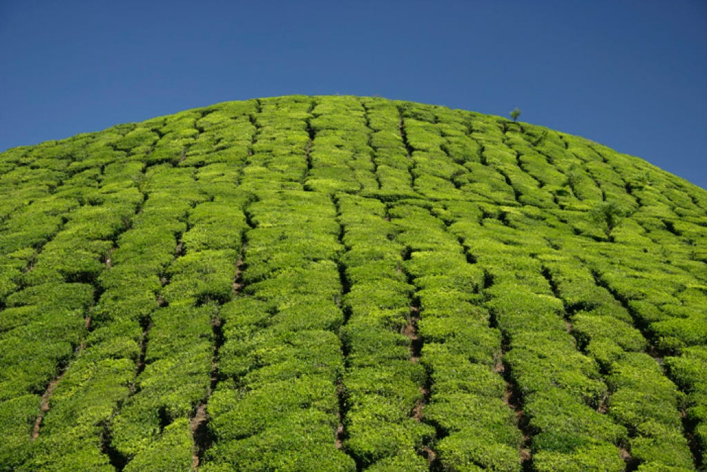 A tea plantation at Munnar in Kerala, India