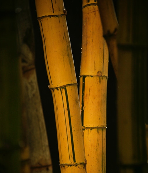 A pair of bamboo stems in warm evening light.
