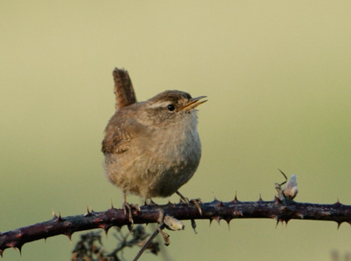 A wren perched on a bramble.