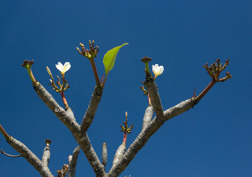 A flower.